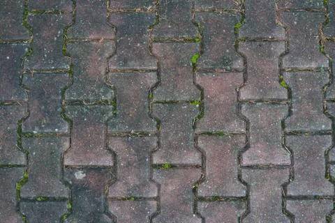 Area with fixed regular interlocking tiles and moss Stock Photos