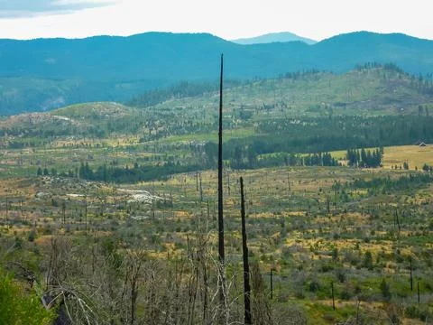 Area of forest destroyed by wild fire in the Little Yosemite Valley, Yosemi.. Stock Photos