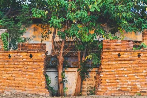 Area of gap caused by old cracks in ancient brick wall and trees growing th.. Stock Photos