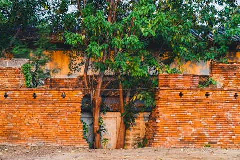 Area of gap caused by old cracks in ancient brick wall and trees growing th.. Stock Photos
