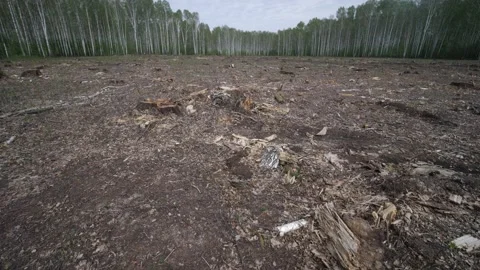 Area of illegal deforestation of vegetation. Environmental disaster, ecology Stock Footage 132785330
