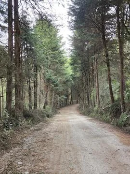 Area with temperate forest trees for environmental care Stock Photos