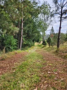 Area with temperate forest trees for environmental care Stock Photos