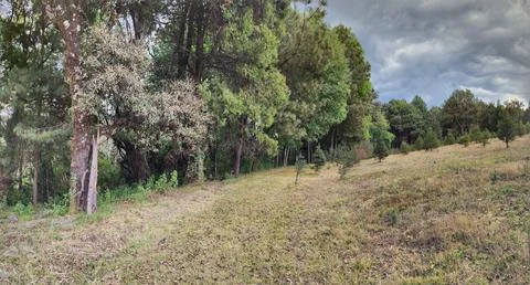 Area with temperate forest trees for environmental care Stock Photos