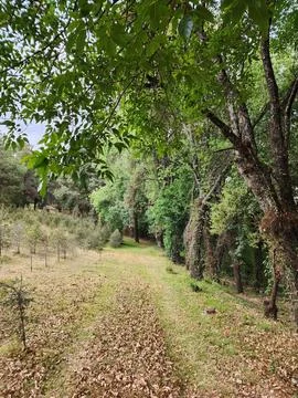 Area with temperate forest trees for environmental care Foto stock