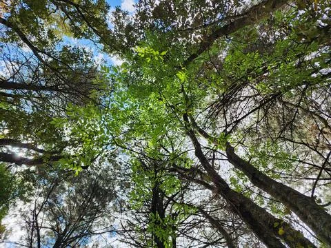 Area with temperate forest trees for environmental care Stock-Fotos