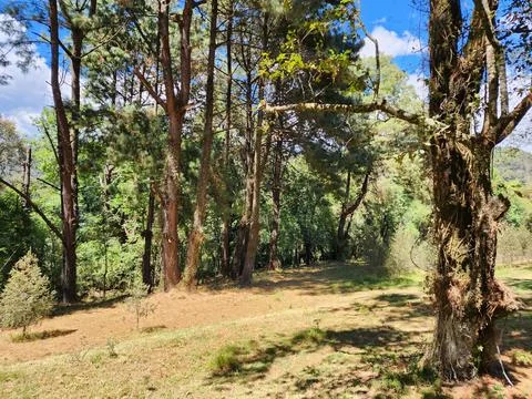 Area with temperate forest trees for environmental care Foto stock