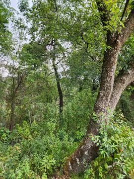 Area with temperate forest trees for environmental care Stock Photos