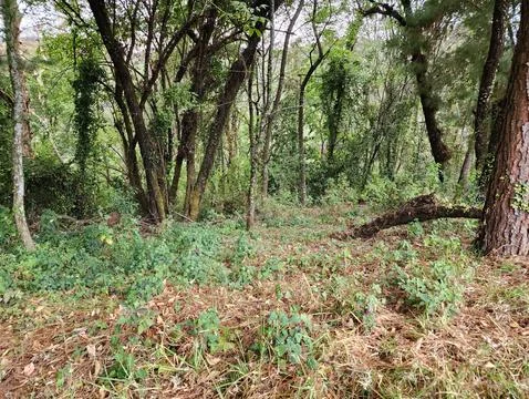 Area with temperate forest trees for environmental care Stock Photos