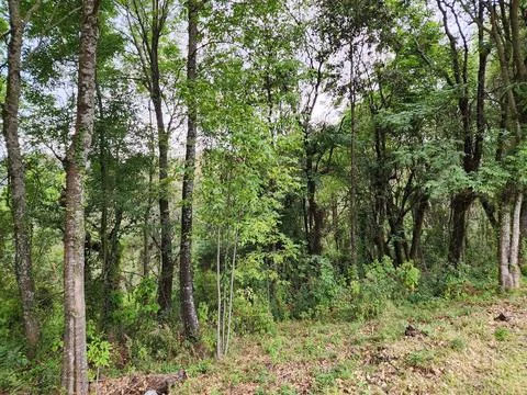 Area with temperate forest trees for environmental care Foto stock