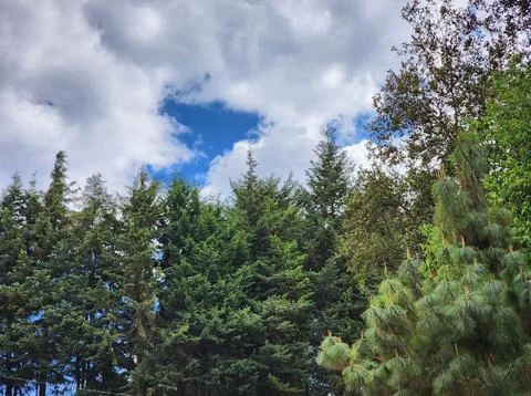 Area with temperate forest trees for environmental care Stock Photos