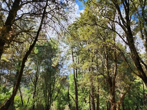 Area with temperate forest trees for environmental care Stock Photos