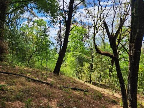 Area with temperate forest trees for environmental care Foto stock