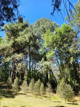 Area with temperate forest trees for environmental care Stock Photos