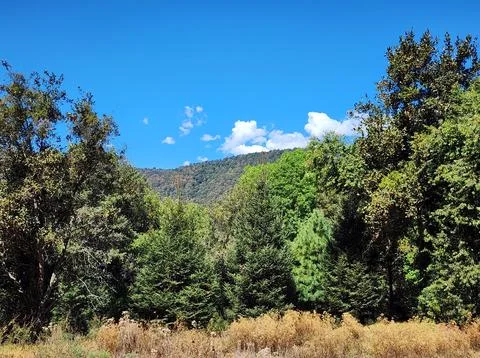 Area with temperate forest trees for environmental care Foto stock