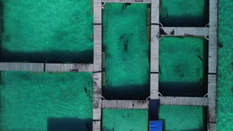 Area top view at dolphin pool structure of ocean in Dominican Republic Video stock 269093857