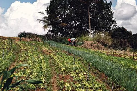 Area with vegetable planting Stock Photos