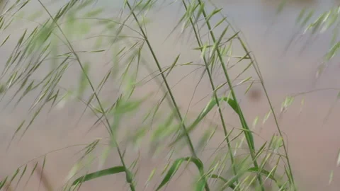 An Area Without A Net Behind Plants Swaying In The Wind Stock Footage 307779605