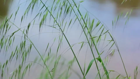 An Area Without A Net Behind Plants Swaying In The Wind Stock Footage 307779645