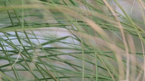 An Area Without A Net Behind Plants Swaying In The Wind Stock Footage 307779764