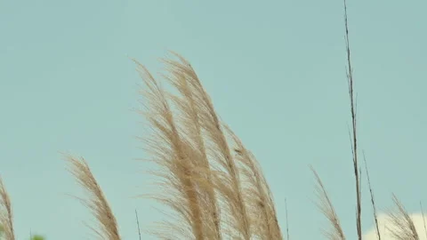 An Area Without A Net Behind Plants Swaying In The Wind Stock Footage 307779906