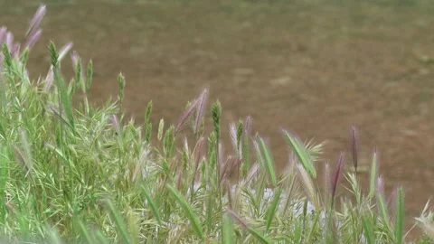 An Area Without A Net Behind Plants Swaying In The Wind Stock Footage 307779917