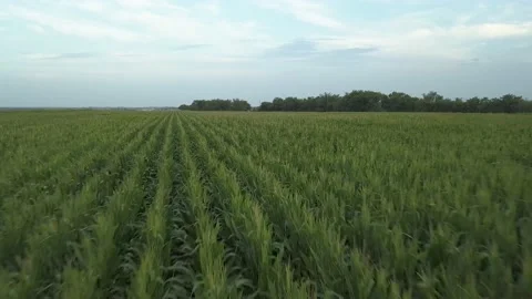 Areal of crops in a field Stock Footage 135288628
