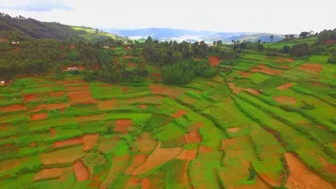 Areal of crops in a field Stock Footage 288010041
