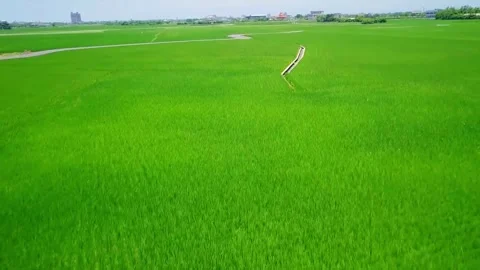 Areal of crops in a field Stock Footage 288011181