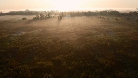 AREAL FOOTAGE OF FOGGY FOREST Stock Footage