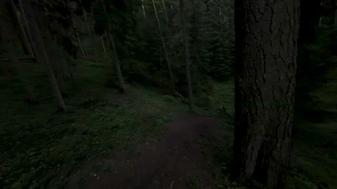 Areal footage inside dark forest 库存影片 245674872