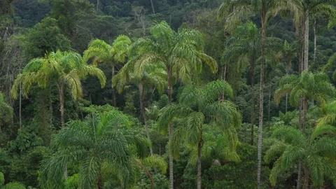 Areal view of a background from palm trees called chontaduro Bactris gasipaes Stock Footage 142757219
