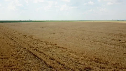 Areal view of crop fields in sunny summer day. Wheat Harvest.  Stock Footage 91704080