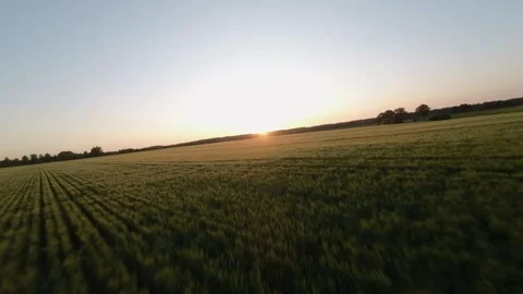 Areal View Of Crop Fields In Sunny Summer Day Video stock 243511979