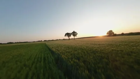 Areal View Of Crop Fields In Sunny Summer Day Stockbeeldmateriaal 243512024