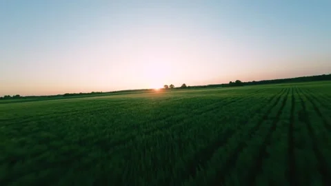 Areal View Of Crop Fields In Sunny Summer Day Video stock 243512041