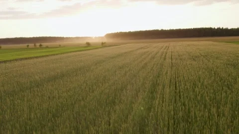 Areal View Of Crop Fields In Sunny Summer Day Stockbeeldmateriaal 243512049