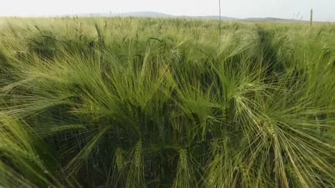 Areal view of endless green wheat field. Gently moving camera in harvest. Stock Footage 235909819