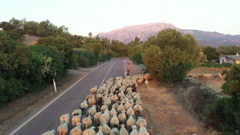 Areal view of flock of sheep running in front of car 스톡 동영상 162061270