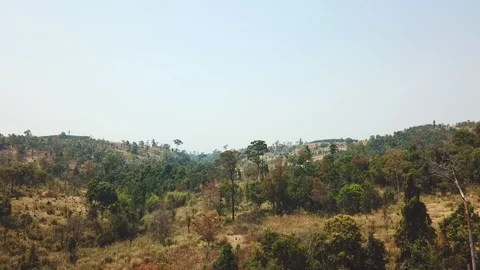 Areal view forest is arid and dry on mountain. Stock Footage 87093780