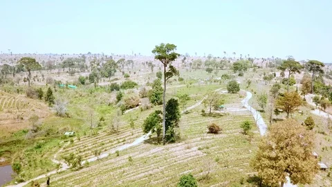 Areal view forest is arid and dry on mountain. Stock-Footage 87095204