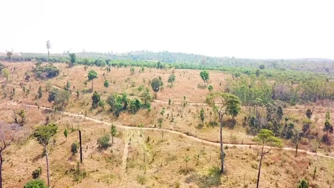 Areal view forest is arid and dry on mountain. Stockbeeldmateriaal 87095333