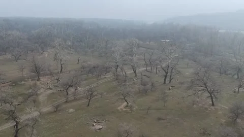 Areal view of forest Stock Footage 149318847