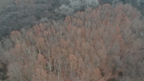 Areal view of forest Stock Footage 149318932