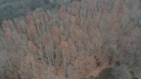 Areal view of forest Stock Footage 149318970