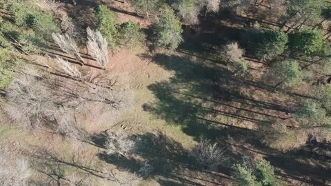 Areal view of forest Stock Footage 149319525