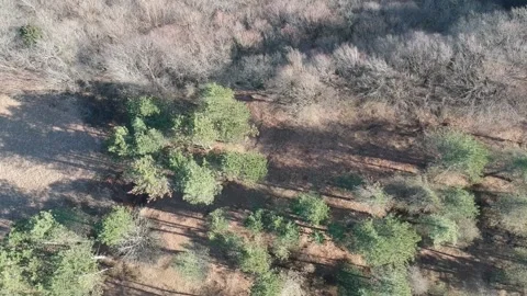 Areal view of forest Stock Footage 149319726