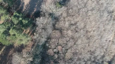 Areal view of forest Stock Footage 149319787