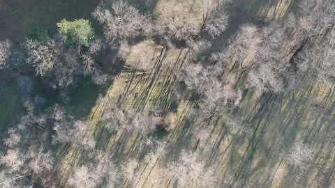 Areal view of forest Stock Footage 149320137