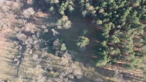 Areal view of forest Stock Footage 149320276